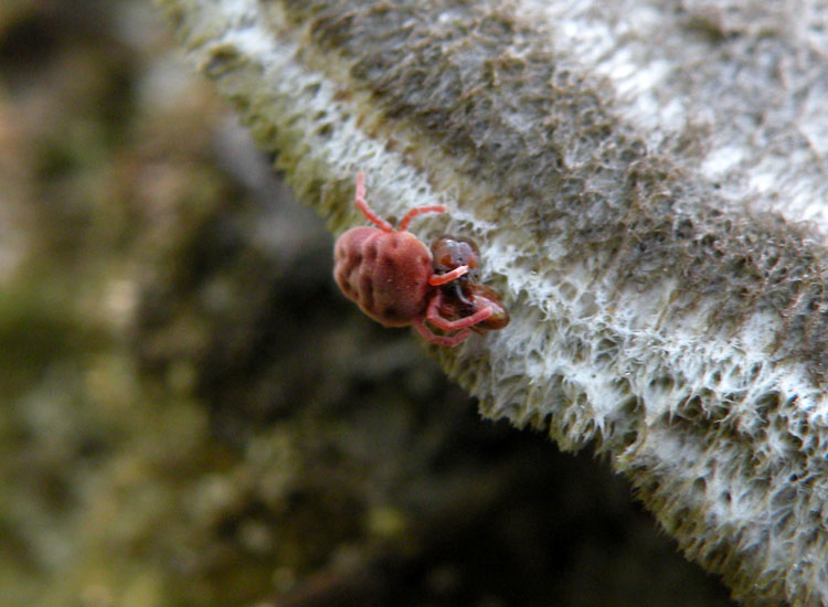 Allothrombium sp. che mangia operaia maggiore di Pheidole